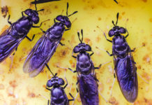 Las moscas muertas pueden convertirse en una fuente de plástico biodegradable