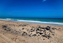 Inspeccionan SEDUMA y PEMEX presencia de hidrocarburo en playas de Tamaulipas