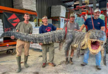 Capturan en Misisipi colosal caimán de casi 400 kilos