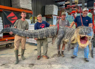 Capturan en Misisipi colosal caimán de casi 400 kilos