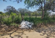 Ninguna autoridad aseguró cuerpo de cocodrilo