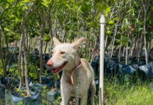Cuenta Gobierno de Reynosa con animales de compañía para adopción
