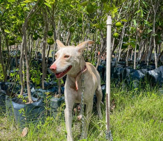 Cuenta Gobierno de Reynosa con animales de compañía para adopción
