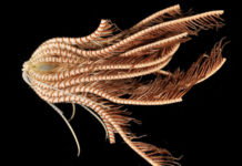 Descubren una criatura con múltiples apéndices en las profundidades del océano Antártico