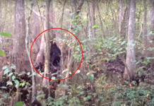 Reaparición de video de Pie grande sorprende a escépticos; esto vieron