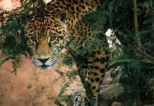 Comisión de Parques y Biodiversidad de Tamaulipas fortalece programa de conservación de especies