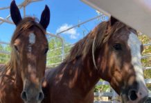 Gobierno de Reynosa busca a dueño de caballos