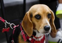 Inauguran Estado y Municipio Jornada Nacional de Vacunación Antirrábica 2023 en Reynosa