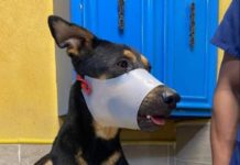 Maltrato animal no será permitido: Alcalde Carlos Peña Ortiz