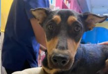 Invita Alcalde Carlos Peña Ortiz a brindar hogar a mascotas abandonadas