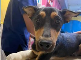 Invita Alcalde Carlos Peña Ortiz a brindar hogar a mascotas abandonadas