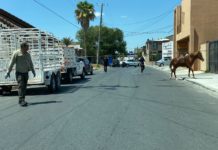 Atendió Gobierno de Reynosa reporte de caballos en la vía pública