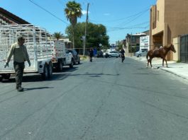 Atendió Gobierno de Reynosa reporte de caballos en la vía pública