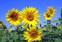 ¿Amor o amistad? Esto significa que te regalen flores amarillas