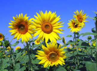 ¿Amor o amistad? Esto significa que te regalen flores amarillas