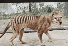 Decodifican por primera vez el ARN de una especie animal extinta