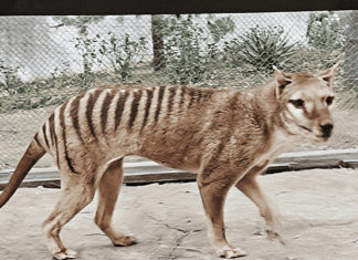 Decodifican por primera vez el ARN de una especie animal extinta