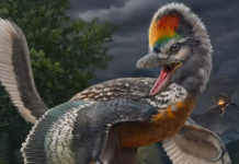 Descubren un eslabón desconocido de la evolución de las aves