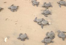 En 365 días, Tamaulipas avanza en salvaguardar recursos naturales y proteger a la flora y fauna