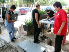 Llevaron a cabo este domingo su campaña de Esterilización de Perros y Gatos 2023