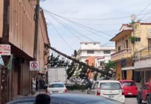 Norte tumba pino y éste derriba poste de CFE, moviliza cuerpos de auxilio