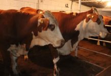 Celebran Día del Ganadero en Miguel Alemán