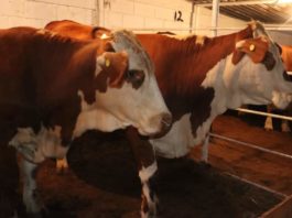 Celebran Día del Ganadero en Miguel Alemán