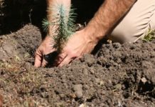 Fomenta SEDUMA acciones de reforestación y empleo temporal