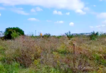 Hallan cadáver en apartado sector popular entre tierra y arbustos