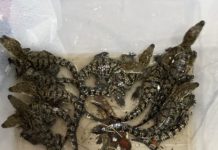 PROFEPA resguarda 58 crías de cocodrilo en veterinarias de Tampico