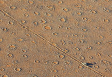 Descubren con IA cientos de lugares con ‘anillos de hadas’ en todo el mundo