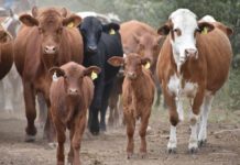 Ganaderos aún gozan de subsidios en la energía eléctrica