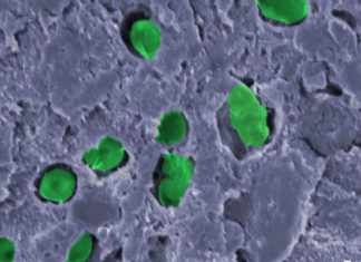 Una “pintura viva” podría producir el oxígeno para las futuras colonias espaciales en Marte