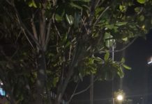 El “Divo de Juárez” sigue presentando su show