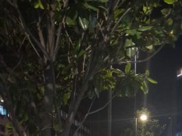 El “Divo de Juárez” sigue presentando su show