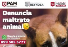 Atiende Protección Animal Reynosa denuncias ciudadanas