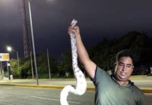 Bomberos Madero capturaron boa de metro y medio de largo