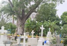 PC acordona 3 árboles en el cementerio municipal ante el riesgo de que afecten a la población