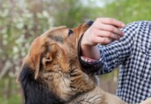 Animales mandan a más de cuatro mil personas al hospital