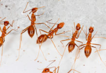 Hormigas que escupen ácido han infestado una ciudad de Australia