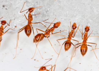 Hormigas que escupen ácido han infestado una ciudad de Australia