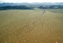 Hallan la posible respuesta definitiva al surgimiento del misterioso fenómeno de los ‘anillos de hadas’