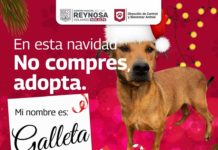 Fomenta Alcalde Carlos Peña Ortiz adopción de mascotas en Reynosa