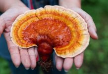 Qué son los hongos medicinales y qué beneficios tienen realmente para la salud