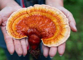 Qué son los hongos medicinales y qué beneficios tienen realmente para la salud