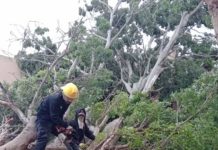Norte derriba tres árboles en Madero