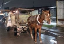 Refuerza Alcalde Carlos Peña Ortiz acciones para Protección Animal