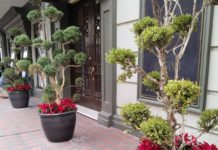 Detectan robo y destrucción de algunas Noche Buenas en zona peatonal