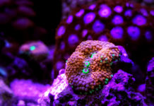 Elaboran el mayor catálogo de ADN oceánico con más de 317 millones de grupos genéticos