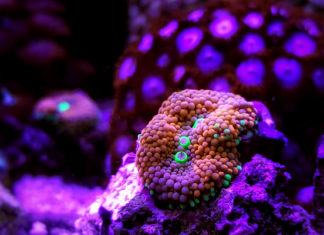 Elaboran el mayor catálogo de ADN oceánico con más de 317 millones de grupos genéticos